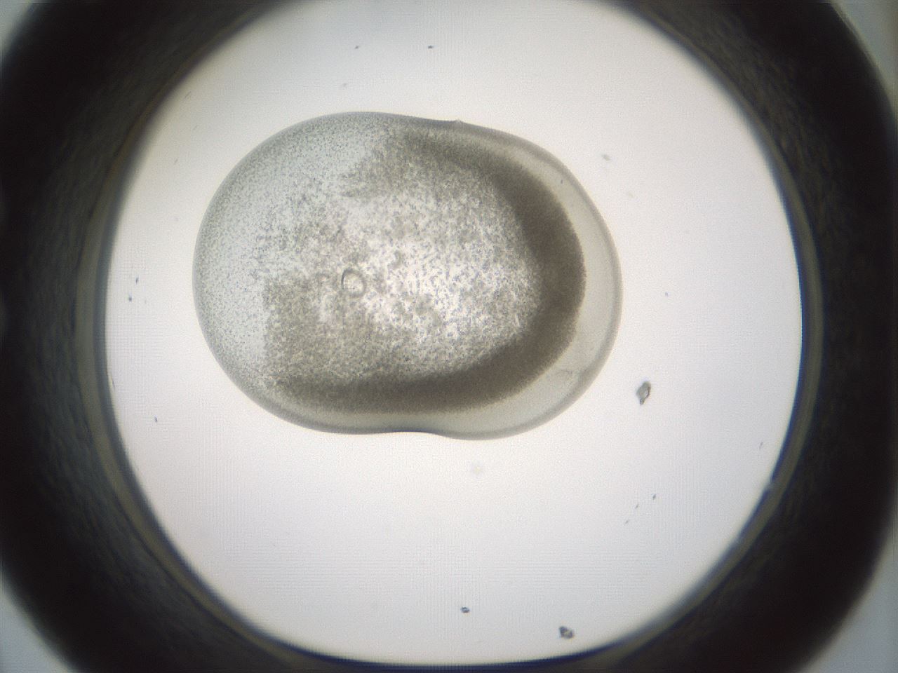 folderID186_plateID1186_batchID3358_wellNum32_profileID1_d1_r65150_ef.jpg