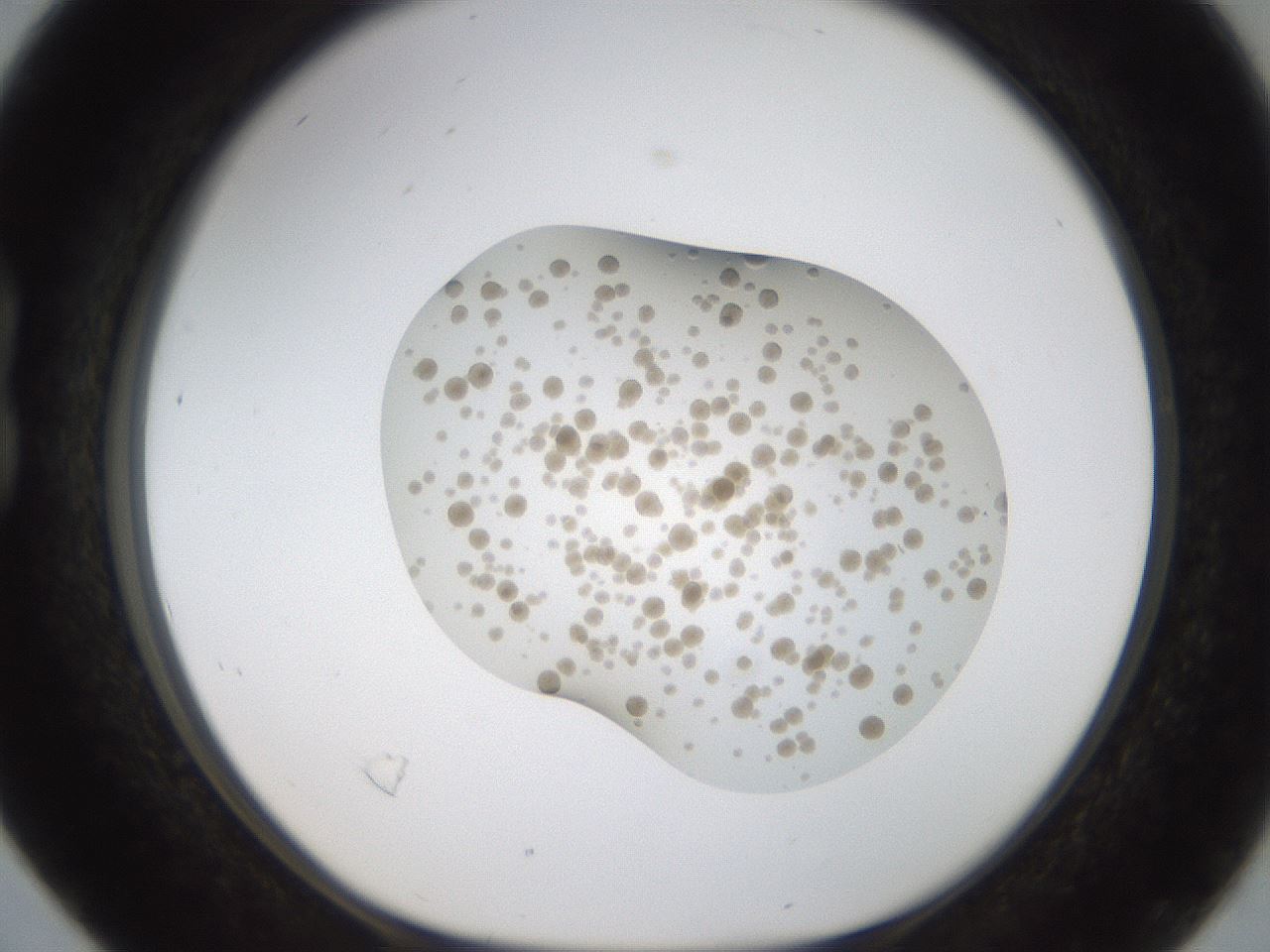 folderID187_plateID1187_batchID3361_wellNum16_profileID1_d1_r65326_ef.jpg