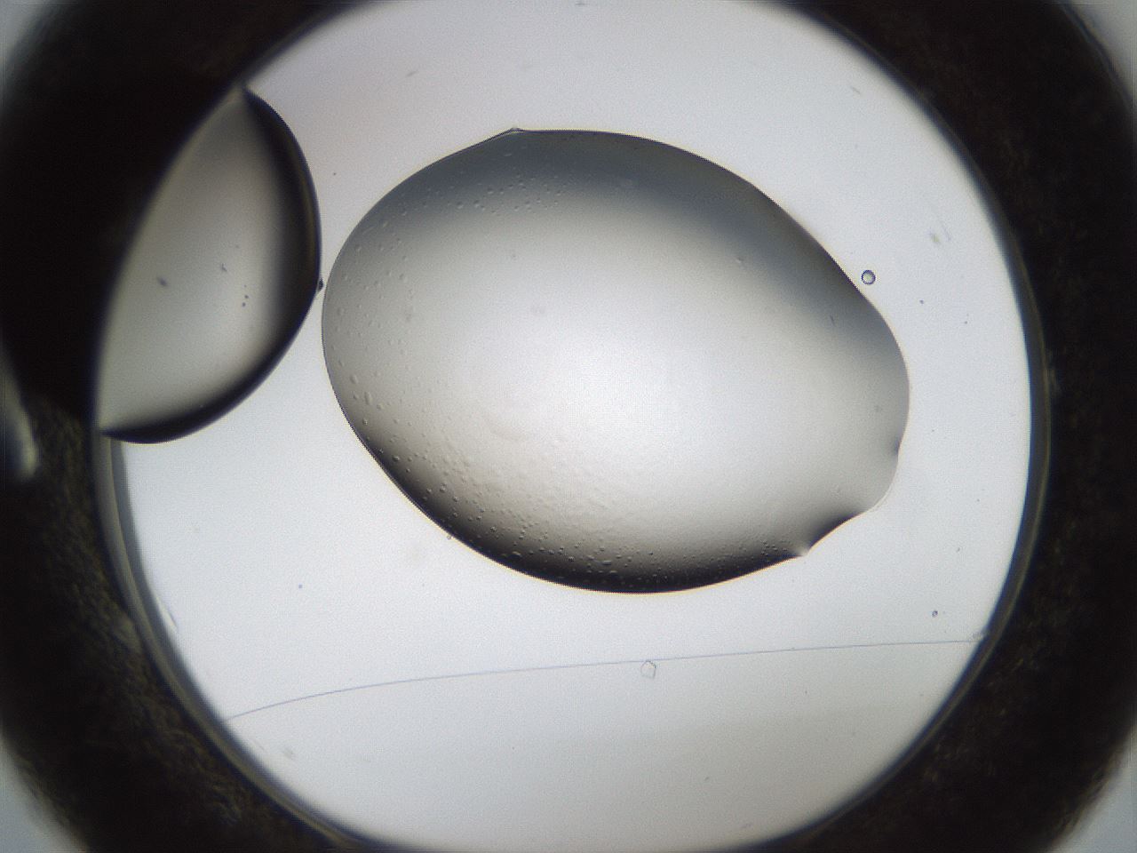 folderID187_plateID1187_batchID3361_wellNum1_profileID1_d1_r65311_ef.jpg