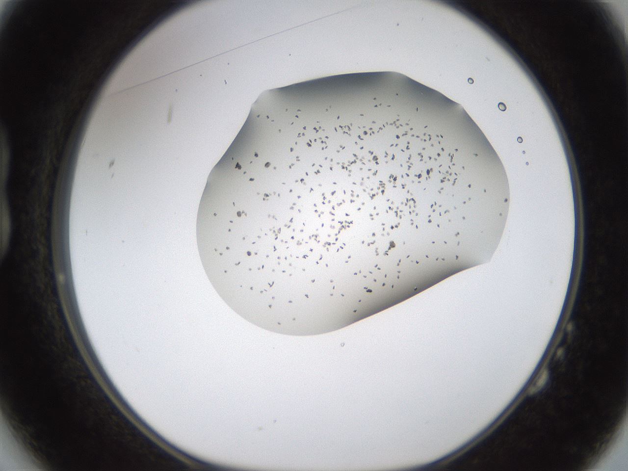 folderID189_plateID1189_batchID3369_wellNum14_profileID1_d1_r65900_ef.jpg