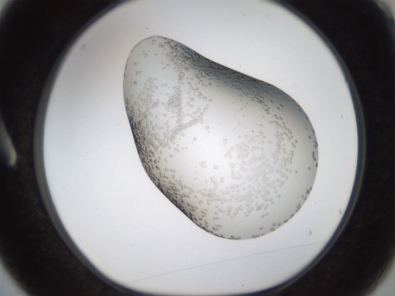 folderID189_plateID1189_batchID3369_wellNum3_profileID1_d1_r65889_ef.jpg
