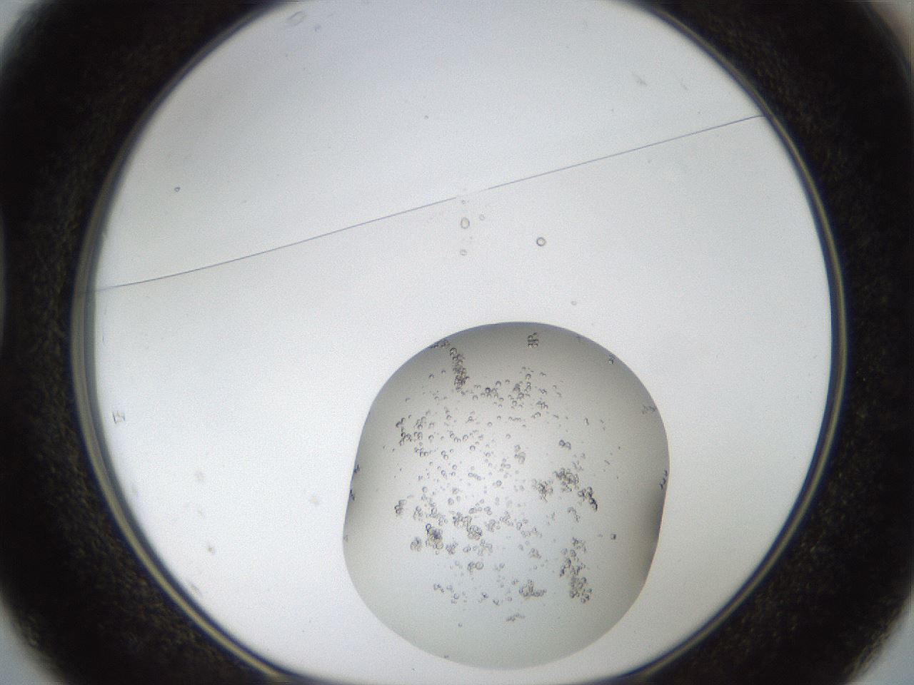 folderID18_plateID1018_batchID1888_wellNum37_profileID1_d1_r43112_ef.jpg