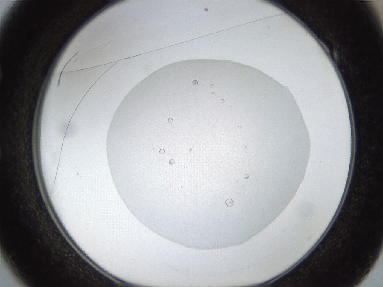 folderID18_plateID1018_batchID1888_wellNum49_profileID1_d1_r43124_ef.jpg