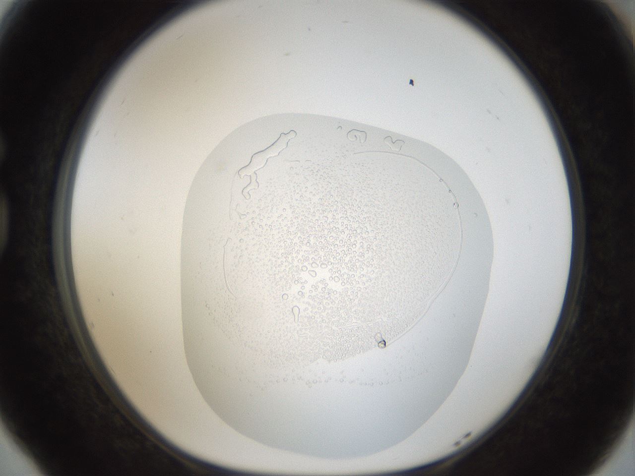 folderID18_plateID1018_batchID1888_wellNum77_profileID1_d1_r43152_ef.jpg