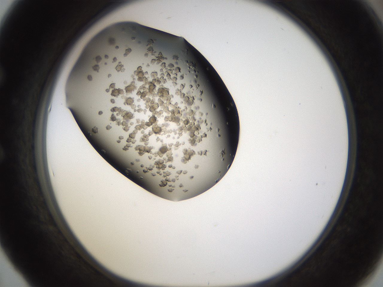 folderID193_plateID1193_batchID3354_wellNum53_profileID1_d1_r64787_ef.jpg