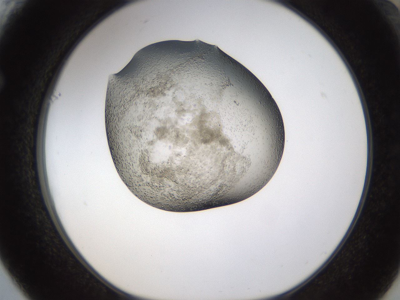 folderID193_plateID1193_batchID3354_wellNum61_profileID1_d1_r64795_ef.jpg