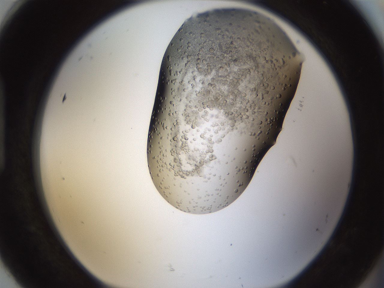 folderID194_plateID1194_batchID3367_wellNum92_profileID1_d1_r65786_ef.jpg