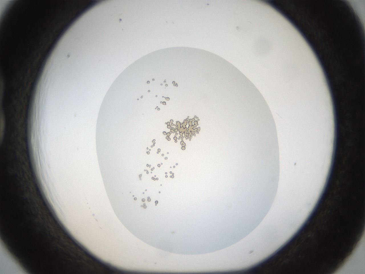 folderID18_plateID1018_batchID1888_wellNum18_profileID1_d1_r43093_ef.jpg