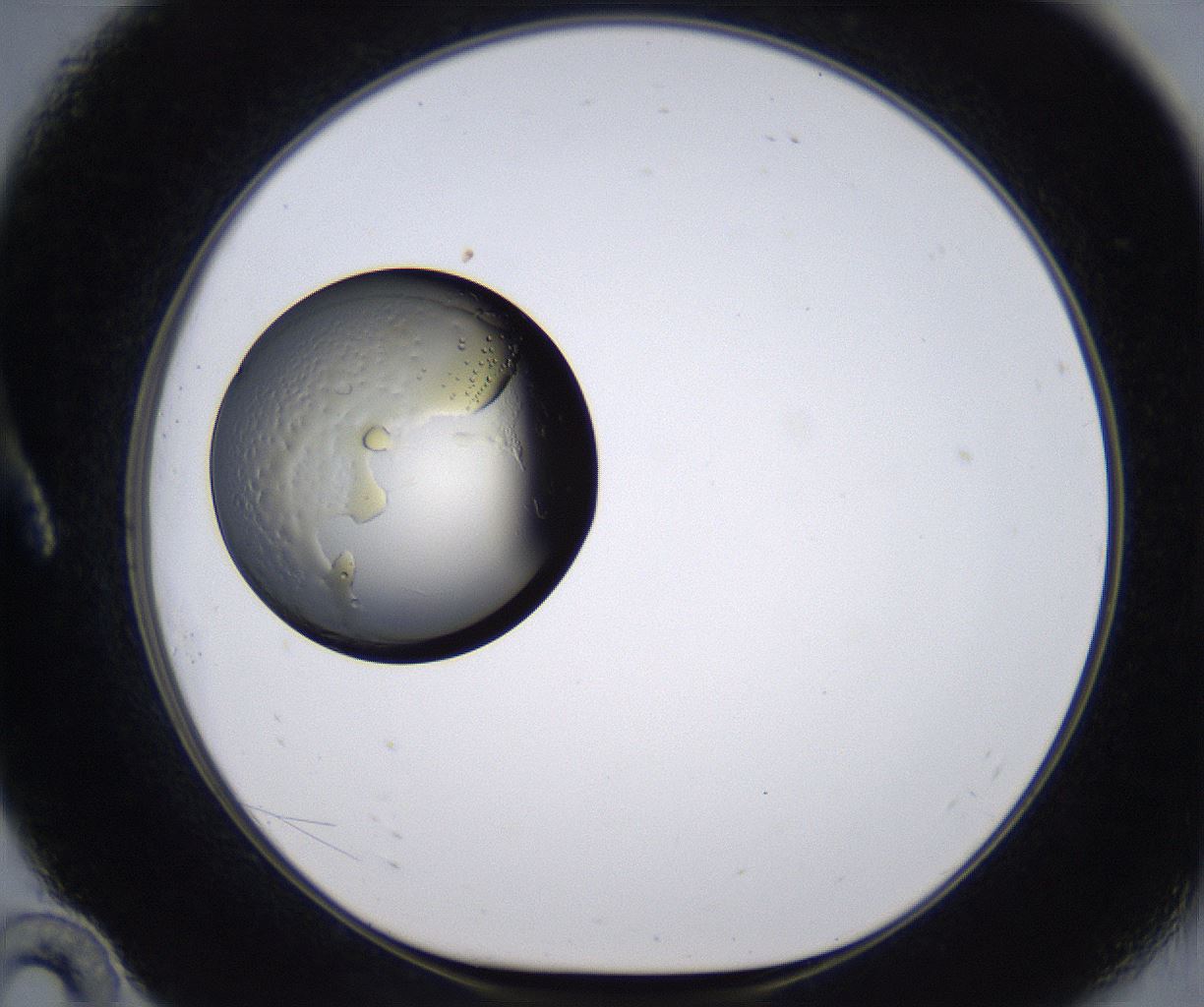 folderID196_plateID2196_batchID9963_wellNum10_profileID1_d1_r148800_ef.jpg