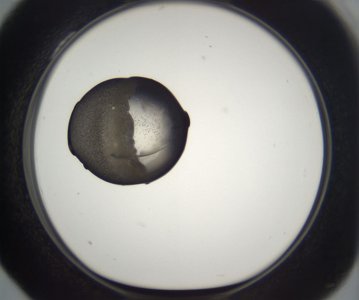 folderID201_plateID2201_batchID9974_wellNum28_profileID1_d1_r149490_ef.jpg