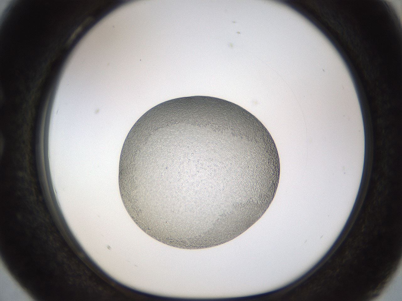 folderID448_plateID1448_batchID5525_wellNum28_profileID1_d1_r91735_ef.jpg