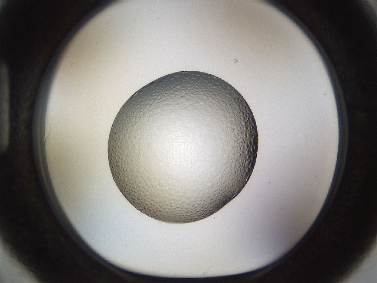folderID448_plateID1448_batchID5525_wellNum90_profileID1_d1_r91797_ef.jpg