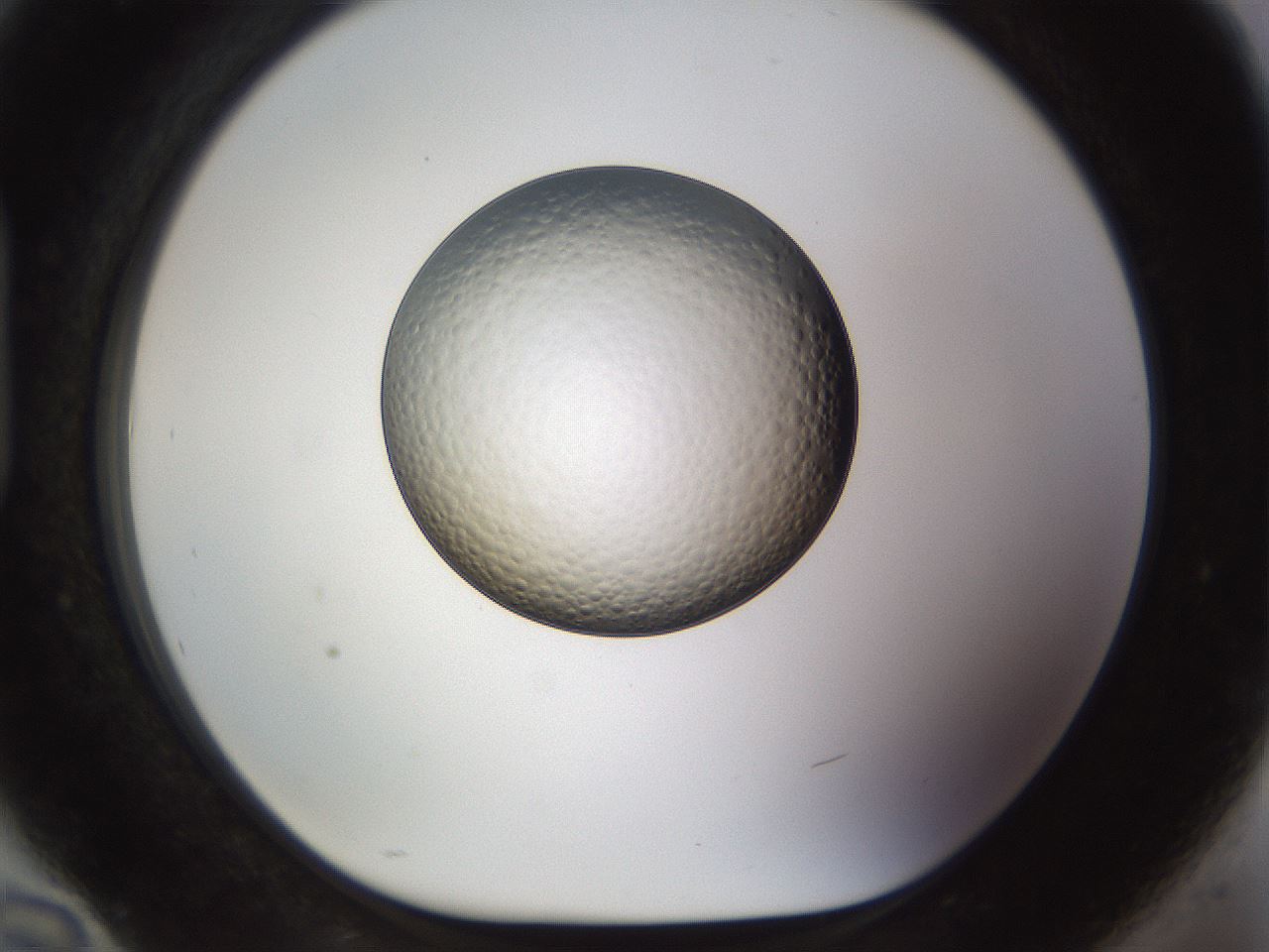 folderID448_plateID1448_batchID5525_wellNum94_profileID1_d1_r91801_ef.jpg