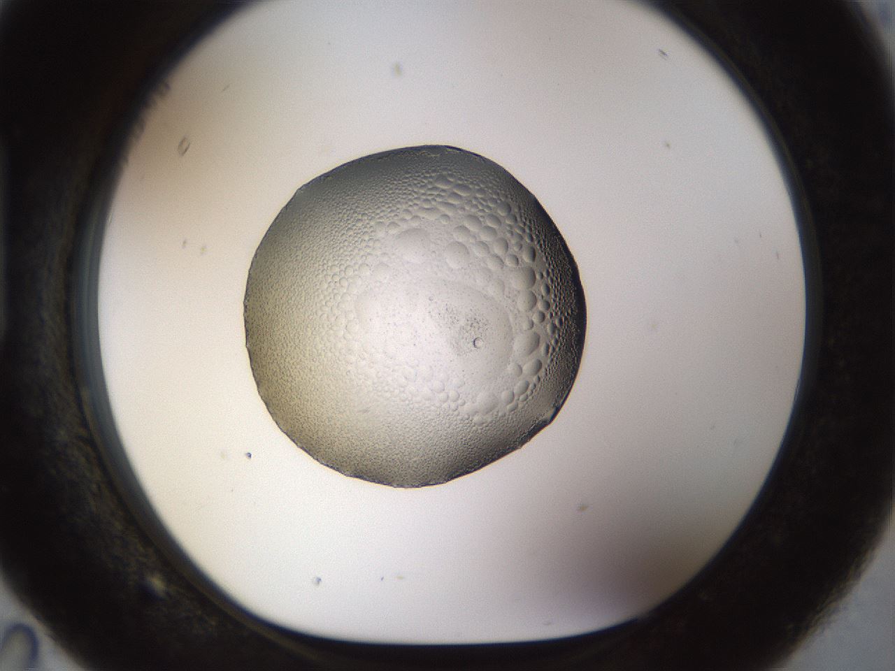 folderID448_plateID1448_batchID5525_wellNum95_profileID1_d1_r91802_ef.jpg