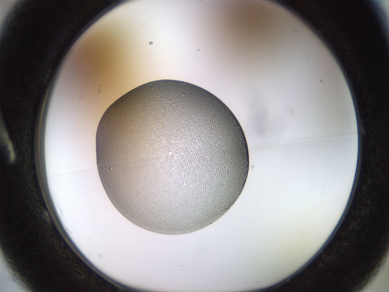 folderID449_plateID1449_batchID5529_wellNum1_profileID1_d1_r91996_ef.jpg