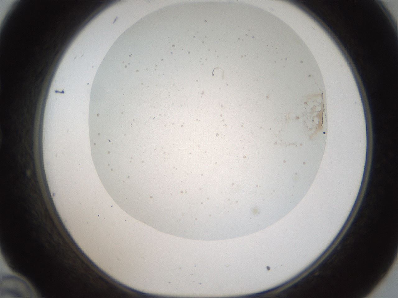 folderID44_plateID2044_batchID8995_wellNum34_profileID1_d1_r137688_ef.jpg