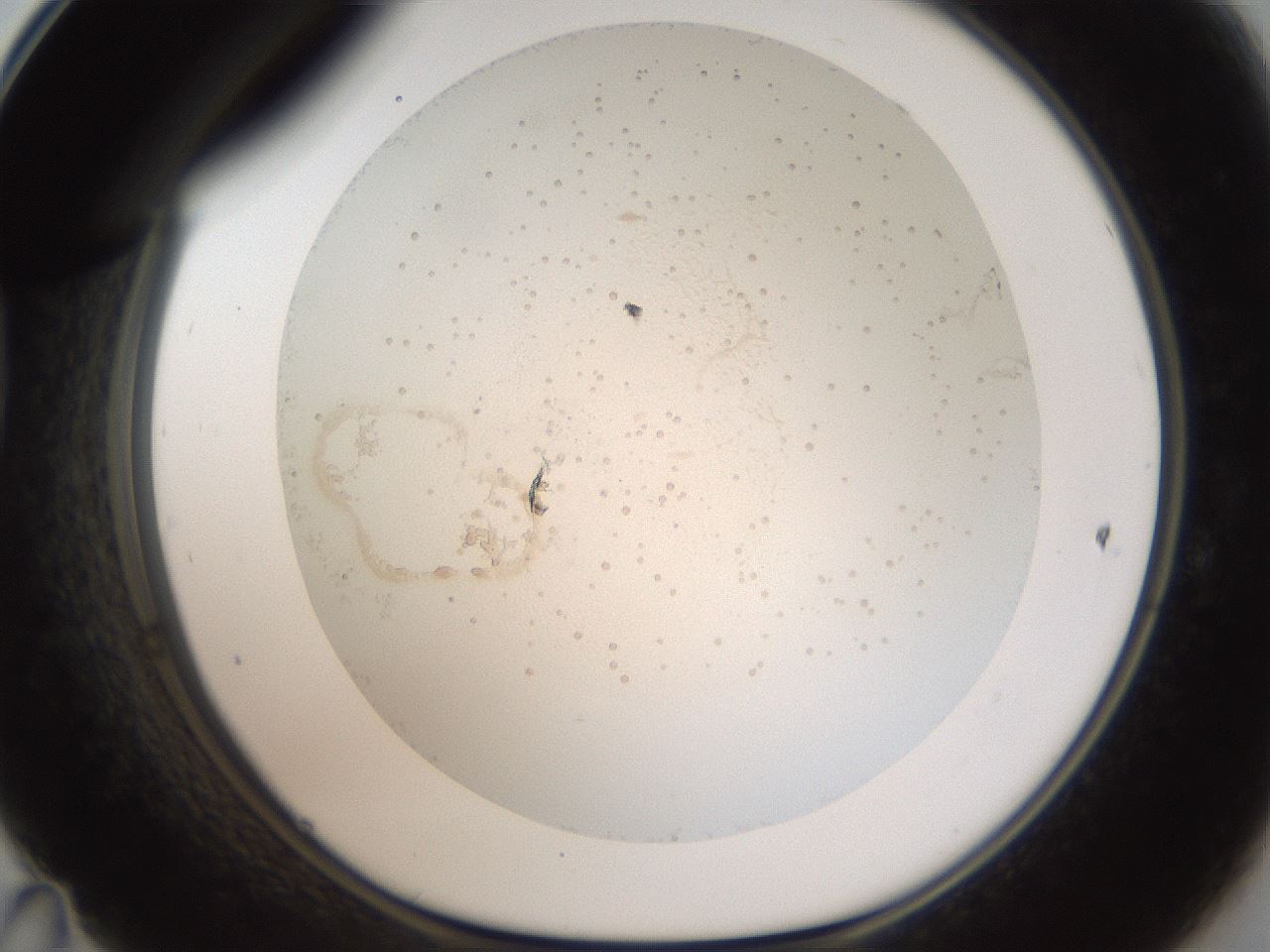 folderID44_plateID2044_batchID8995_wellNum47_profileID1_d1_r137701_ef.jpg