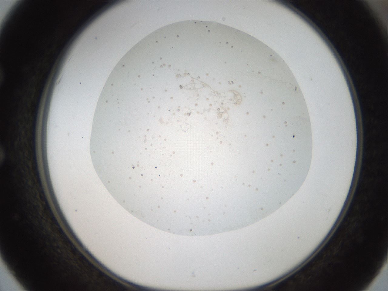 folderID44_plateID2044_batchID8995_wellNum51_profileID1_d1_r137705_ef.jpg