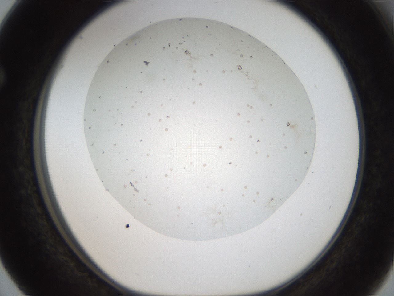 folderID44_plateID2044_batchID8995_wellNum63_profileID1_d1_r137717_ef.jpg