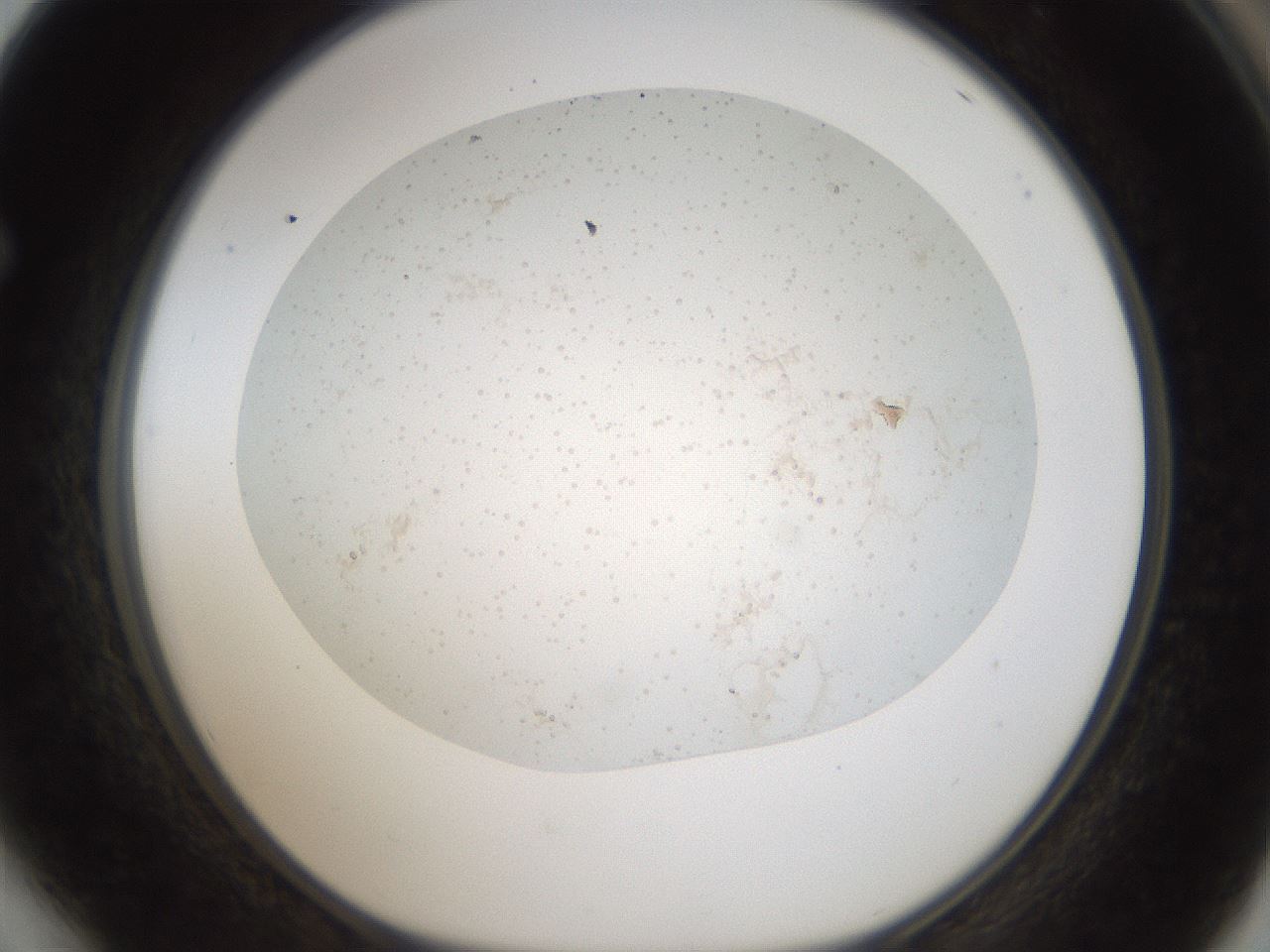 folderID44_plateID2044_batchID8995_wellNum64_profileID1_d1_r137718_ef.jpg
