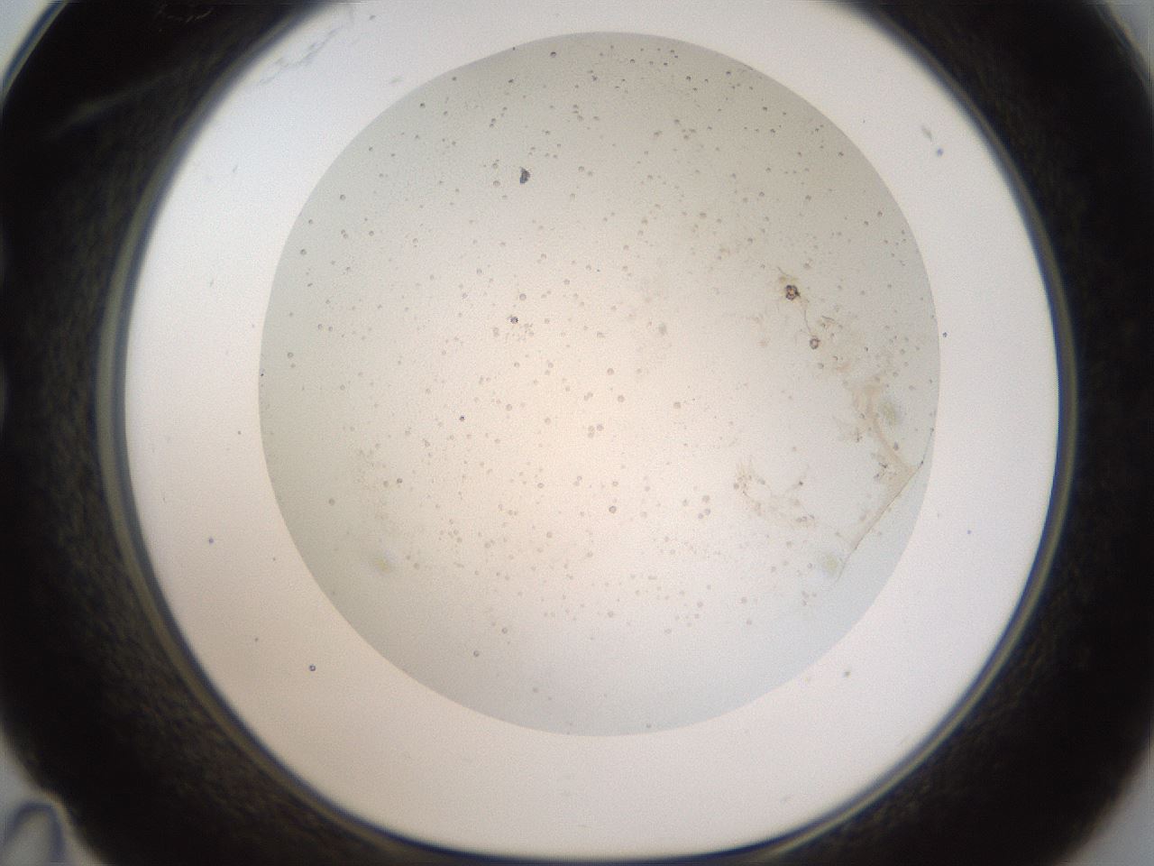folderID44_plateID2044_batchID8995_wellNum35_profileID1_d1_r137689_ef.jpg