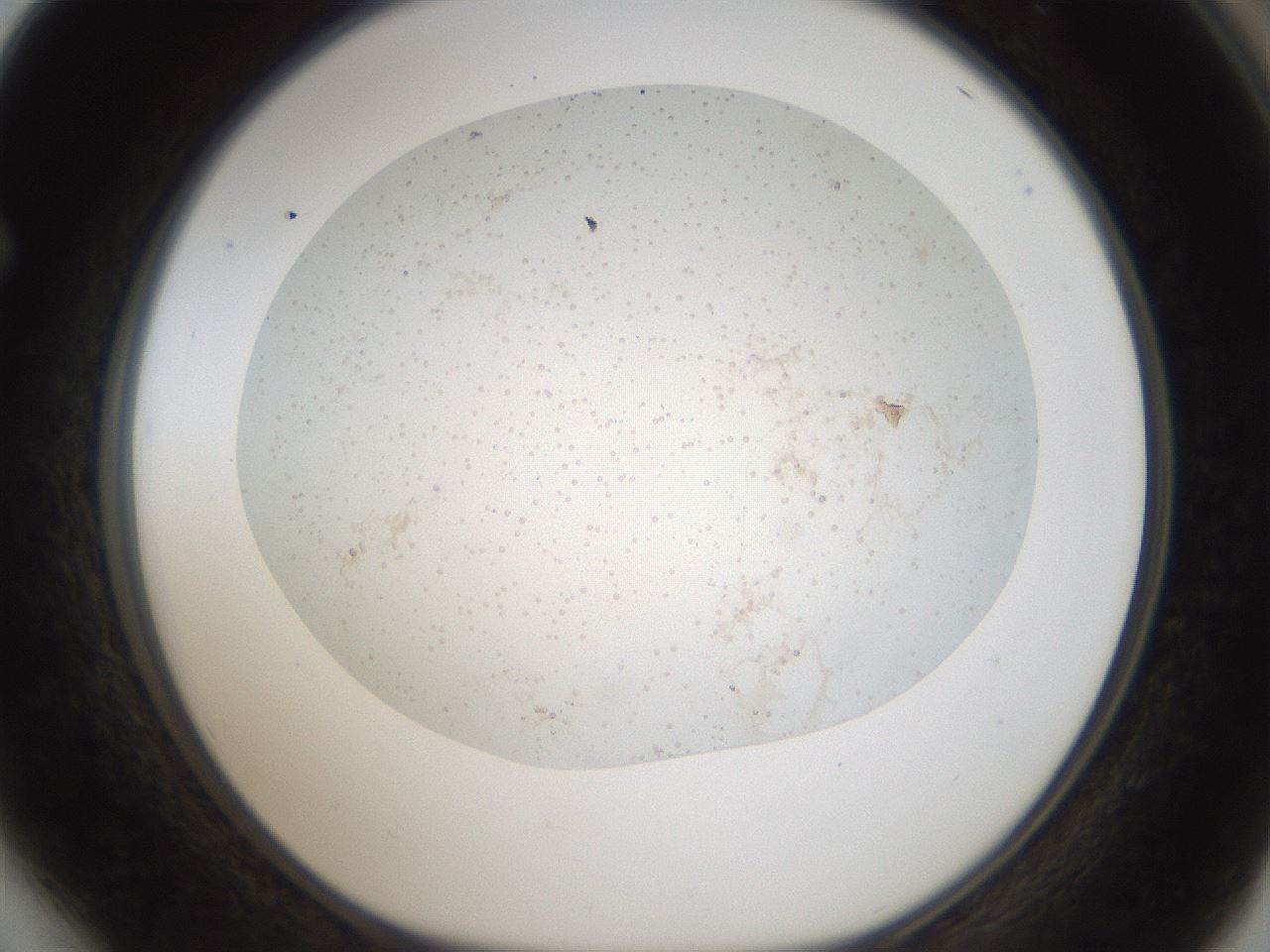 folderID44_plateID2044_batchID9009_wellNum64_profileID1_d1_r137718_ef.jpg