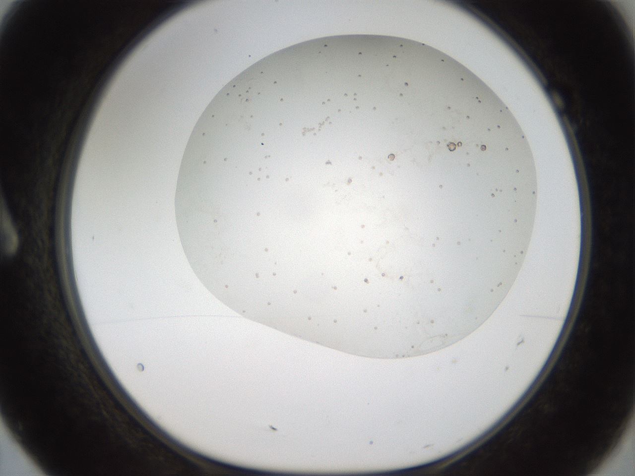 folderID44_plateID2044_batchID8995_wellNum7_profileID1_d1_r137661_ef.jpg