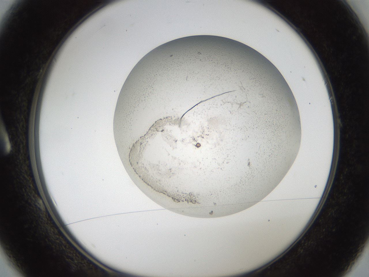 folderID44_plateID2044_batchID9009_wellNum1_profileID1_d1_r137655_ef.jpg