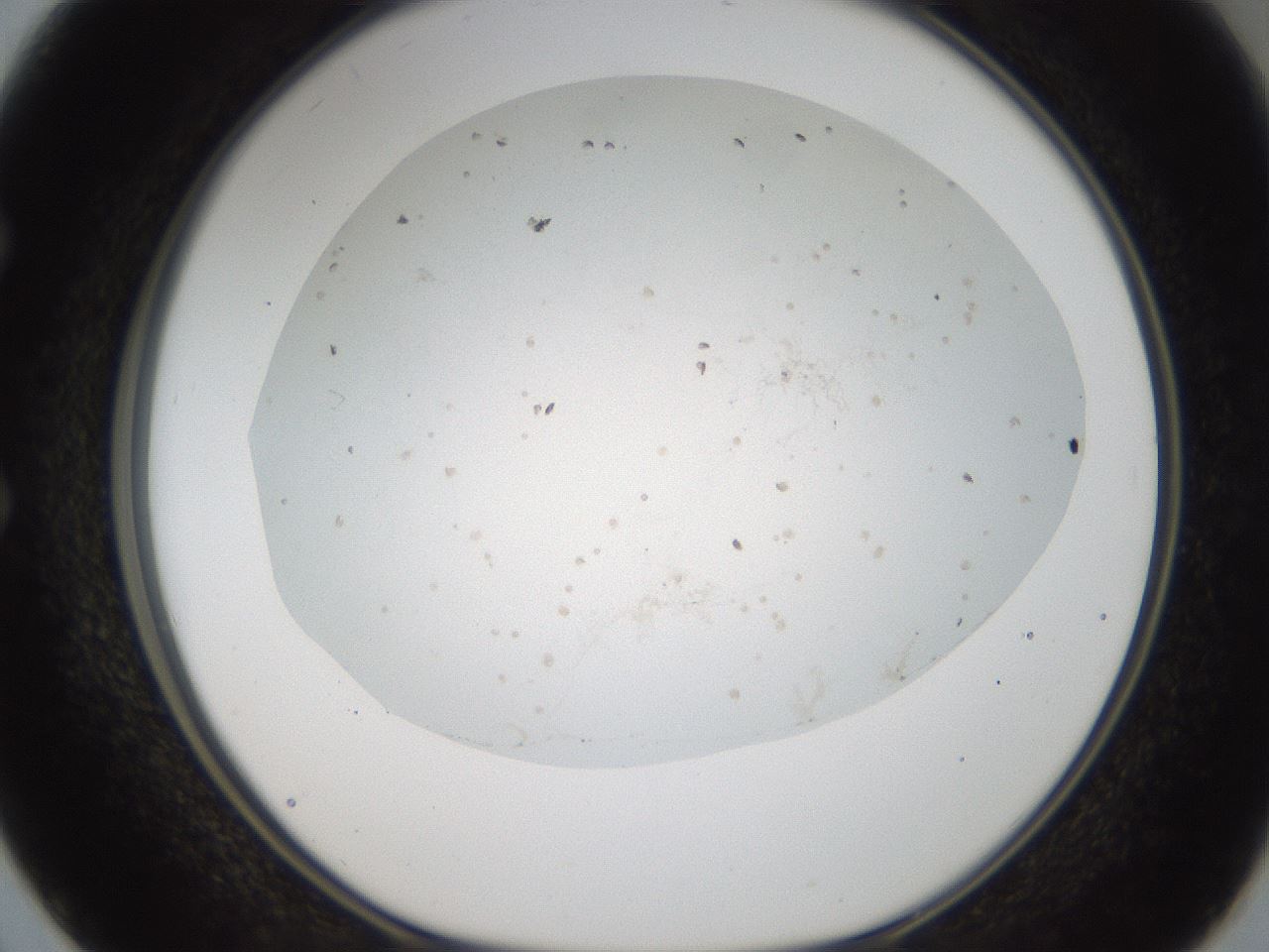 folderID44_plateID2044_batchID9009_wellNum50_profileID1_d1_r137704_ef.jpg