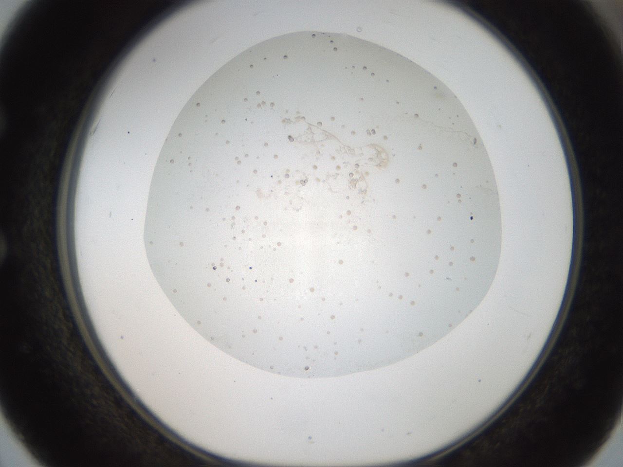 folderID44_plateID2044_batchID9009_wellNum51_profileID1_d1_r137705_ef.jpg