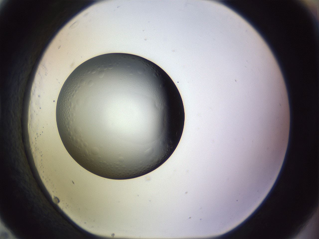 folderID451_plateID1451_batchID5526_wellNum83_profileID1_d1_r91886_ef.jpg