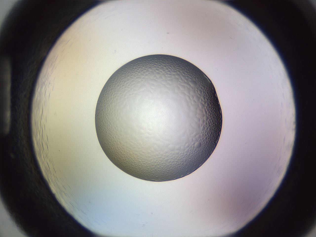 folderID451_plateID1451_batchID5526_wellNum86_profileID1_d1_r91889_ef.jpg