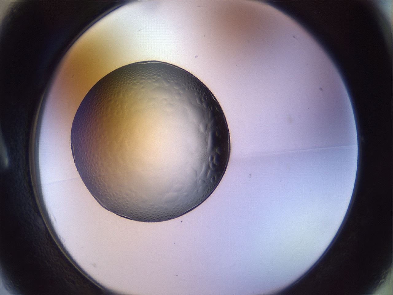 folderID452_plateID1452_batchID5530_wellNum1_profileID1_d1_r92188_ef.jpg