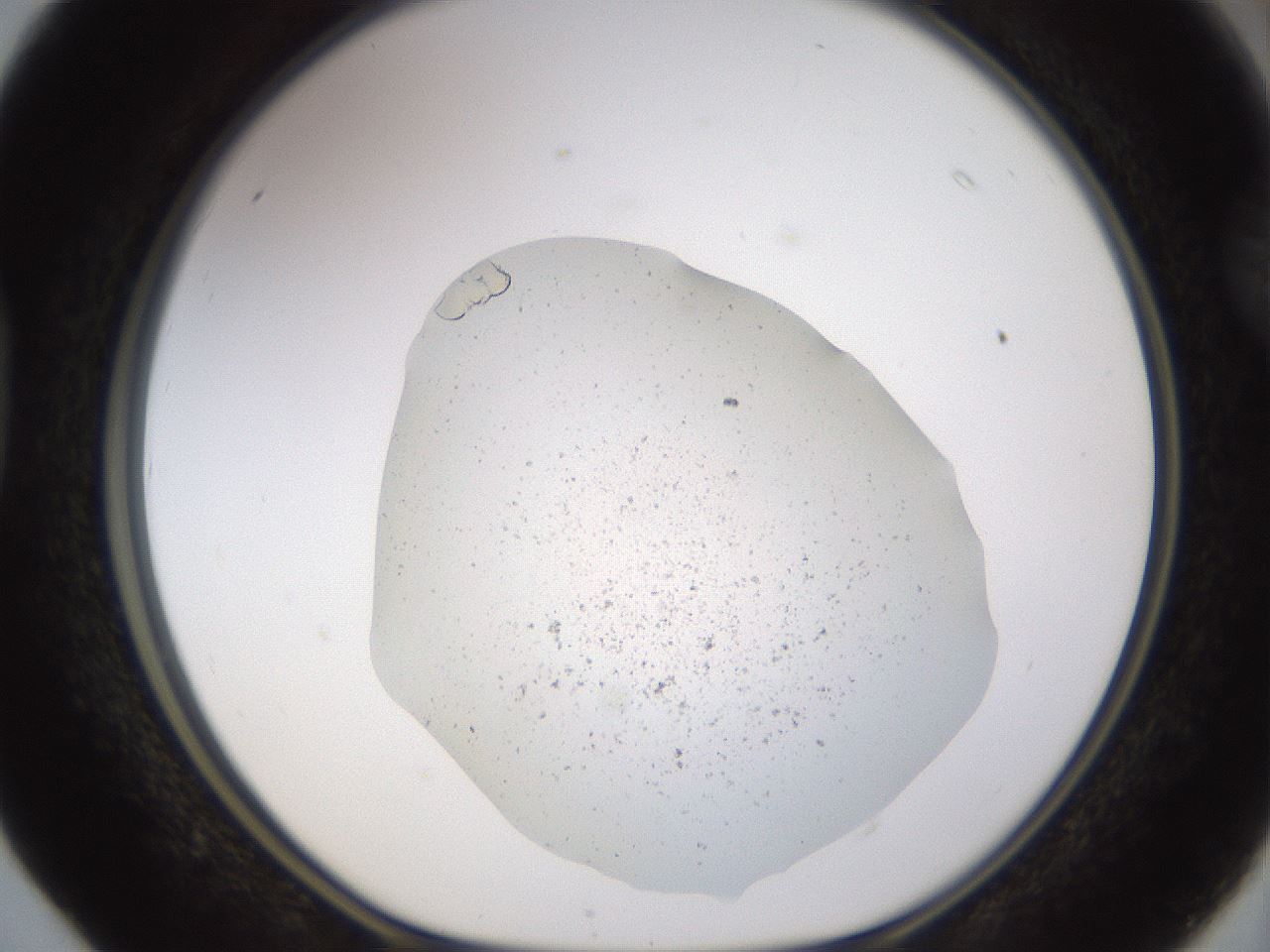 folderID461_plateID1461_batchID5591_wellNum40_profileID1_d1_r92580_ef.jpg