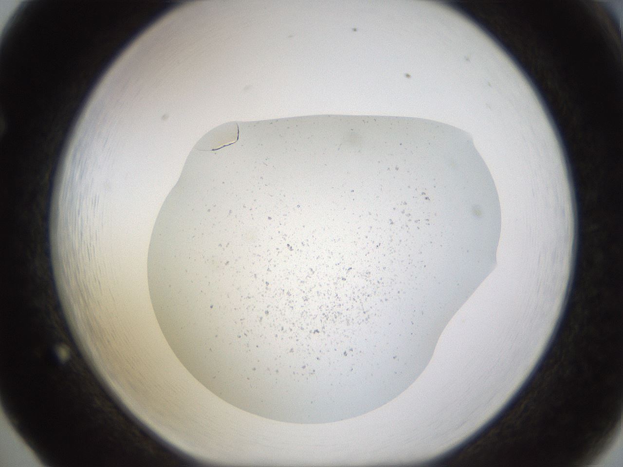 folderID461_plateID1461_batchID5591_wellNum65_profileID1_d1_r92605_ef.jpg