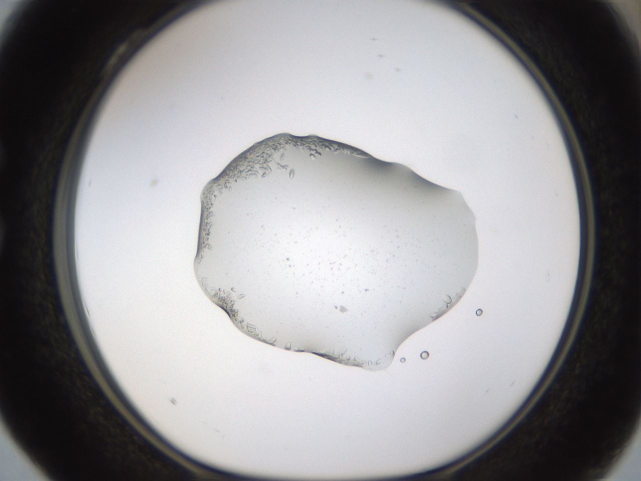 folderID462_plateID1462_batchID5592_wellNum28_profileID1_d1_r92664_ef.jpg