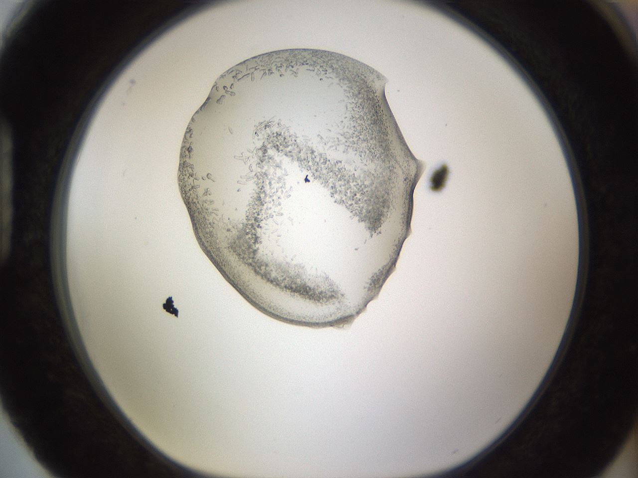 folderID462_plateID1462_batchID5592_wellNum88_profileID1_d1_r92724_ef.jpg