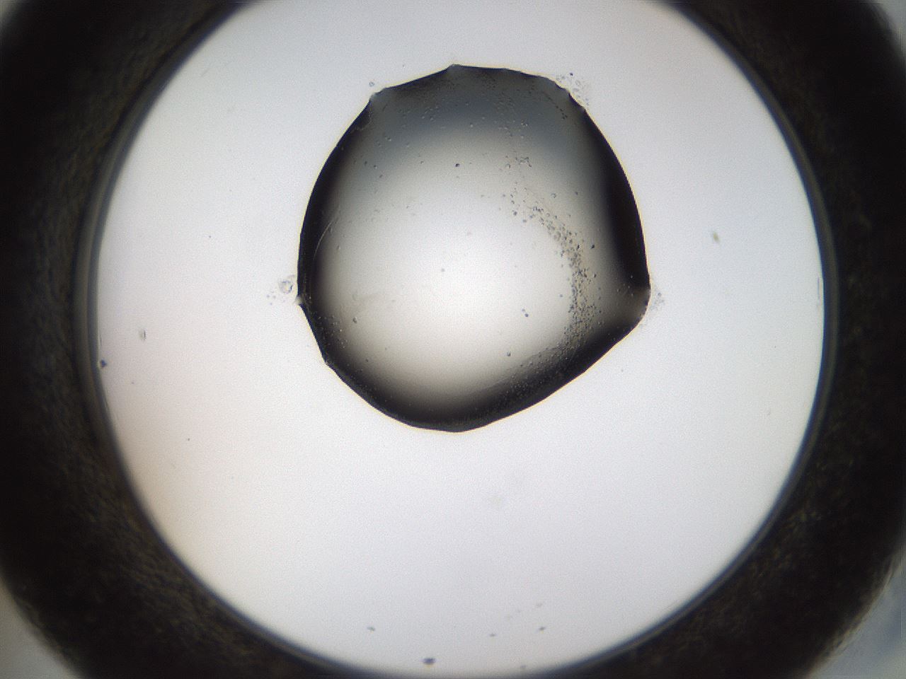 folderID464_plateID1464_batchID5604_wellNum20_profileID1_d2_r92772_ef.jpg