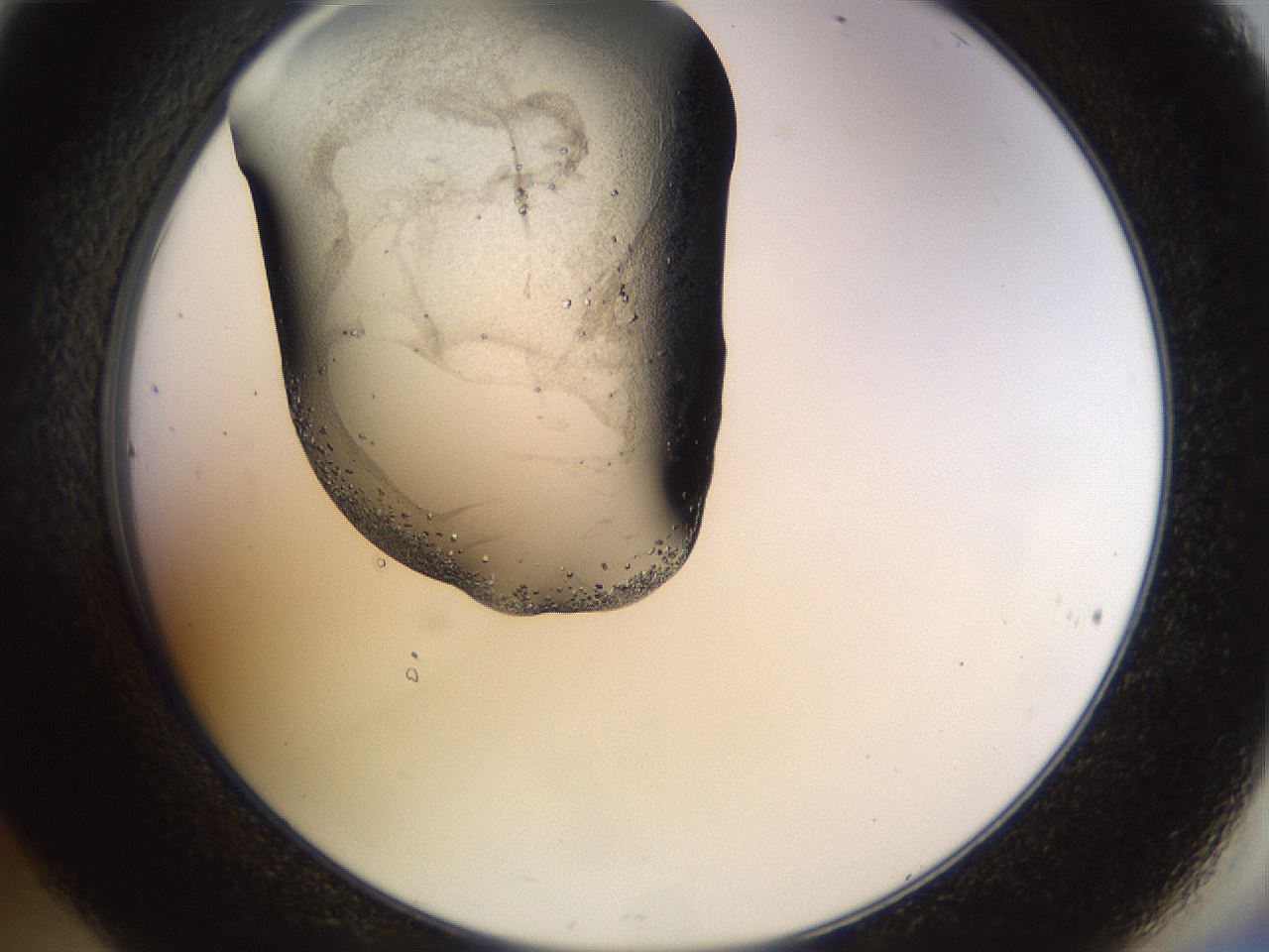folderID464_plateID1464_batchID5604_wellNum36_profileID1_d2_r92804_ef.jpg