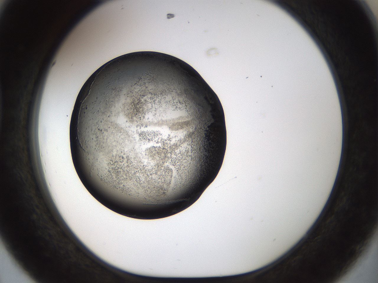 folderID464_plateID1464_batchID5604_wellNum44_profileID1_d1_r92819_ef.jpg