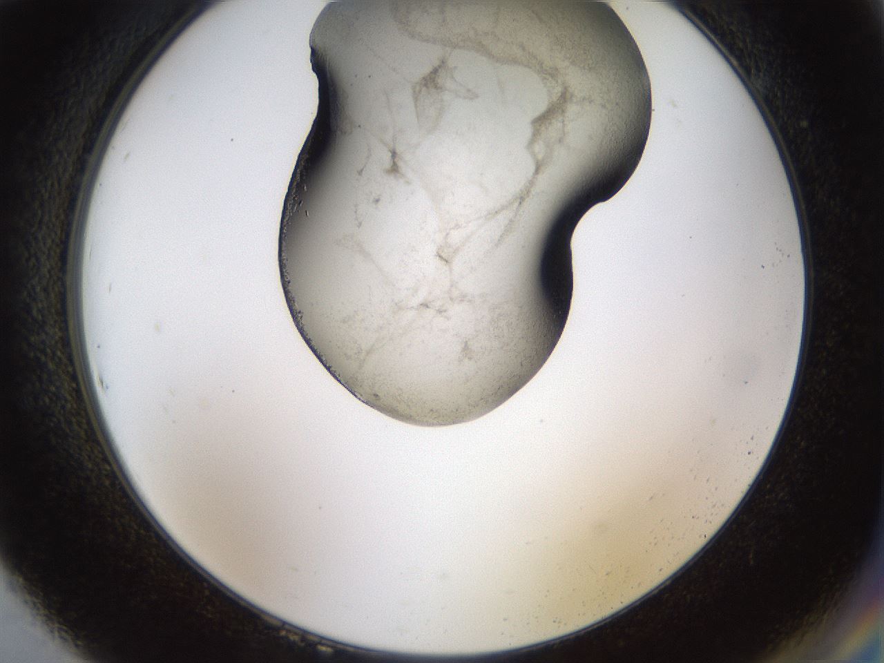 folderID464_plateID1464_batchID5604_wellNum94_profileID1_d2_r92920_ef.jpg