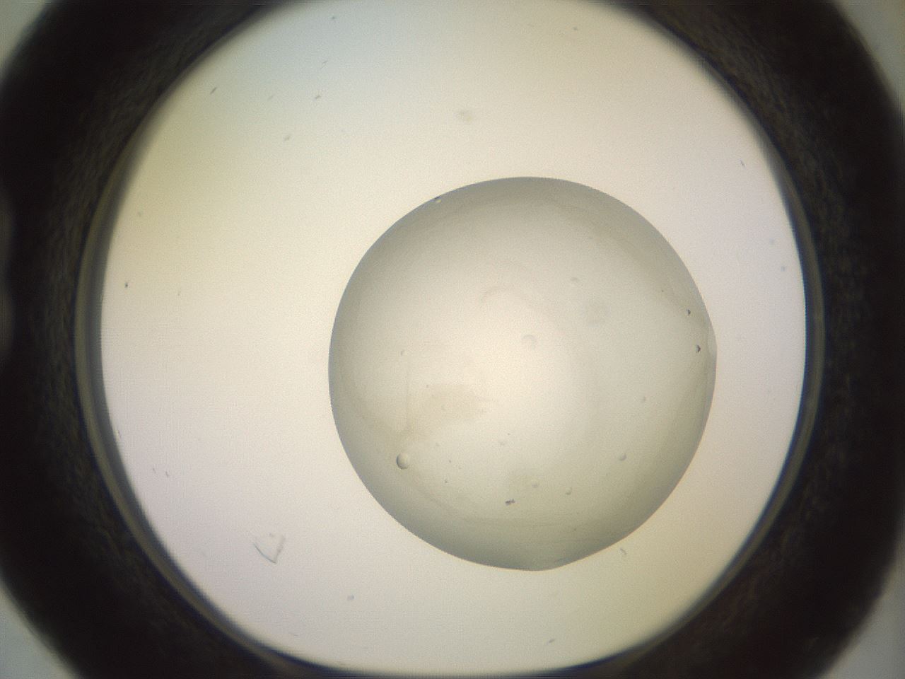 folderID467_plateID2467_batchID12051_wellNum16_profileID1_d1_r186443_ef.jpg
