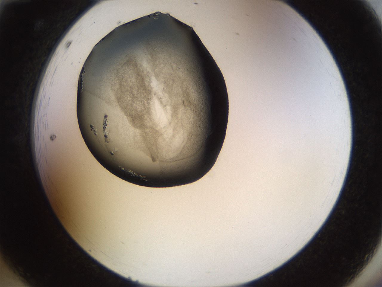 folderID464_plateID1464_batchID5604_wellNum12_profileID1_d2_r92756_ef.jpg
