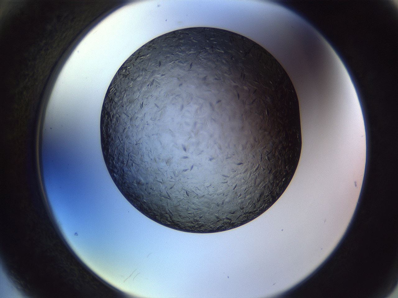folderID470_plateID1470_batchID5583_wellNum76_profileID1_d2_r93116_ef.jpg