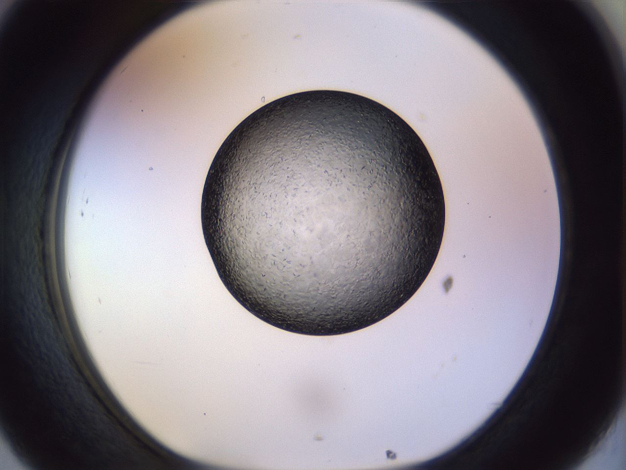 folderID470_plateID1470_batchID5595_wellNum32_profileID1_d1_r93027_ef.jpg