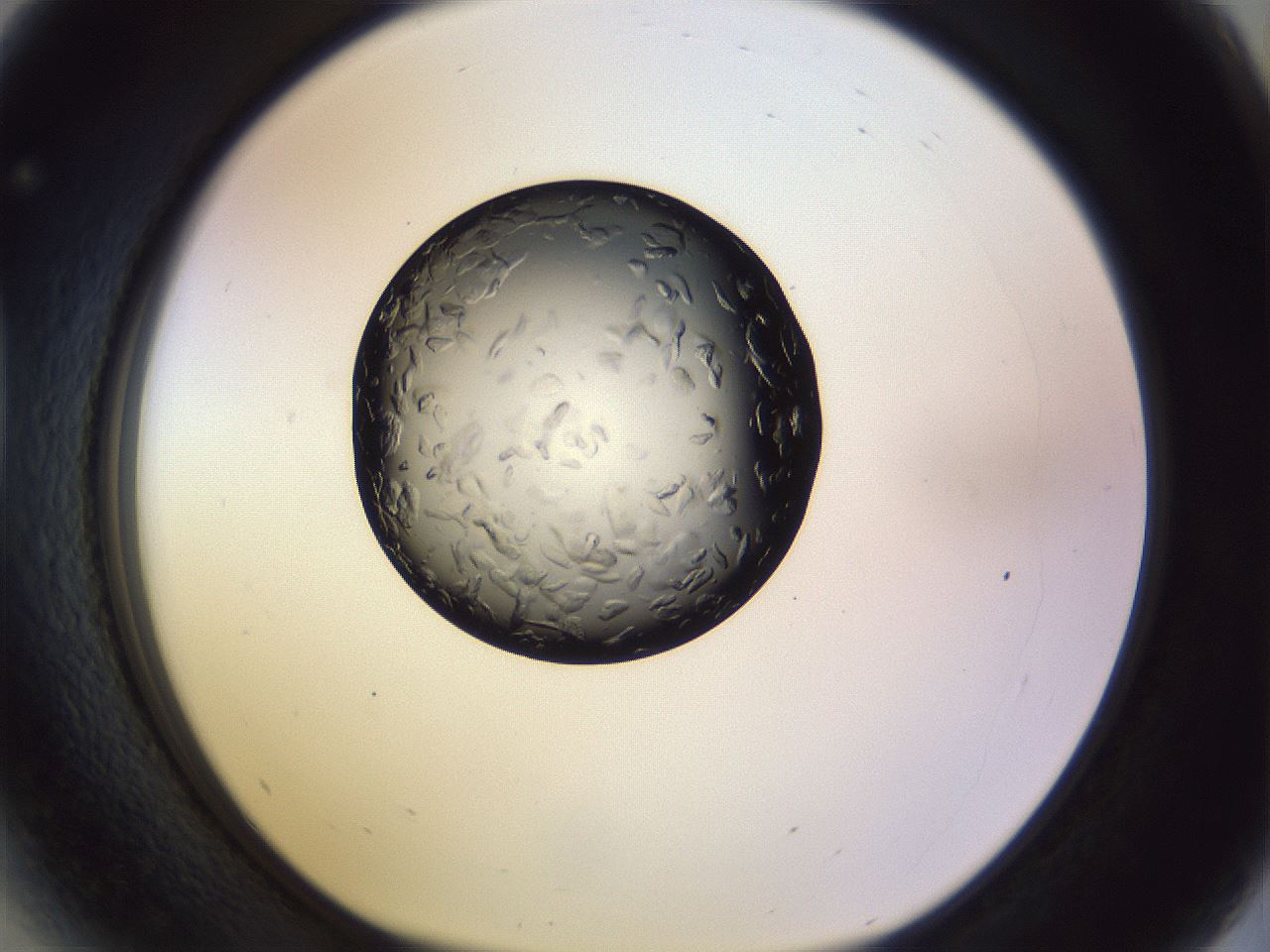folderID470_plateID1470_batchID5595_wellNum41_profileID1_d1_r93045_ef.jpg