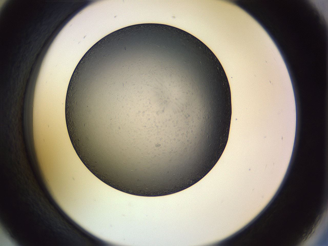 folderID470_plateID1470_batchID5595_wellNum45_profileID1_d2_r93054_ef.jpg