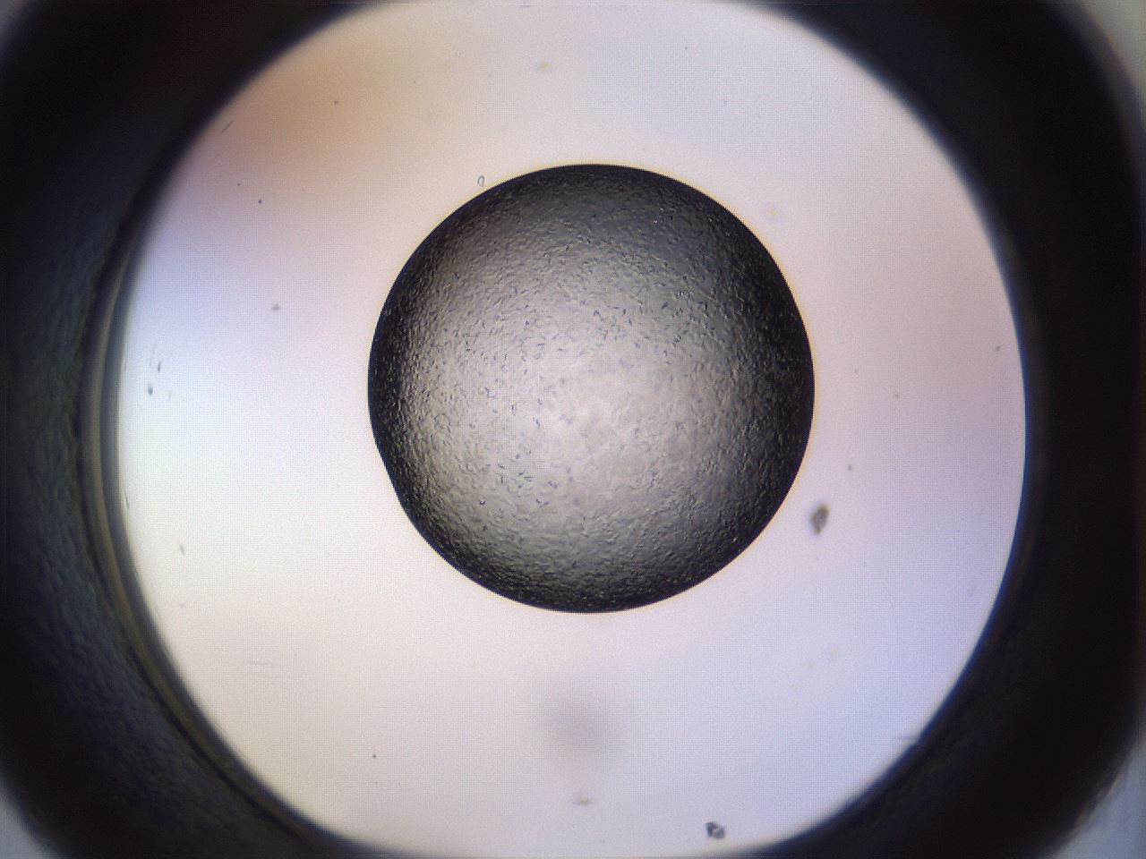 folderID470_plateID1470_batchID5612_wellNum32_profileID1_d1_r93027_ef.jpg