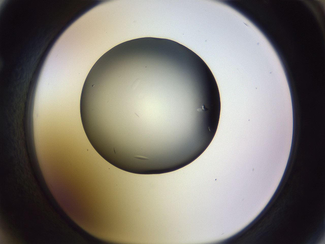 folderID470_plateID1470_batchID5612_wellNum64_profileID1_d1_r93091_ef.jpg