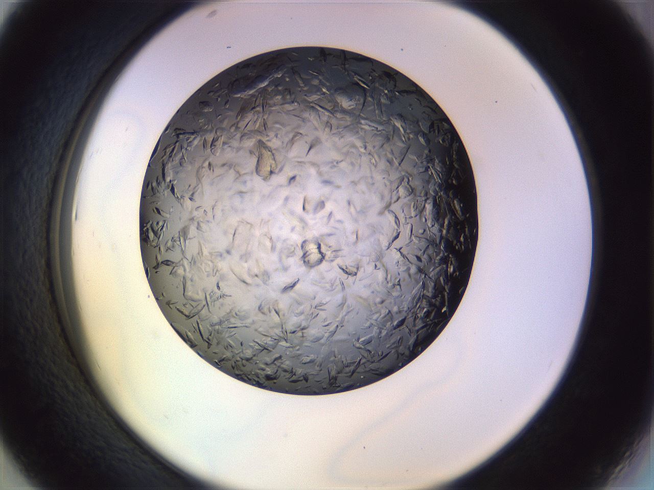 folderID470_plateID1470_batchID5625_wellNum43_profileID1_d2_r93050_ef.jpg